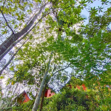 Cinnamon Village Sinharaja Денияя Екстериор снимка